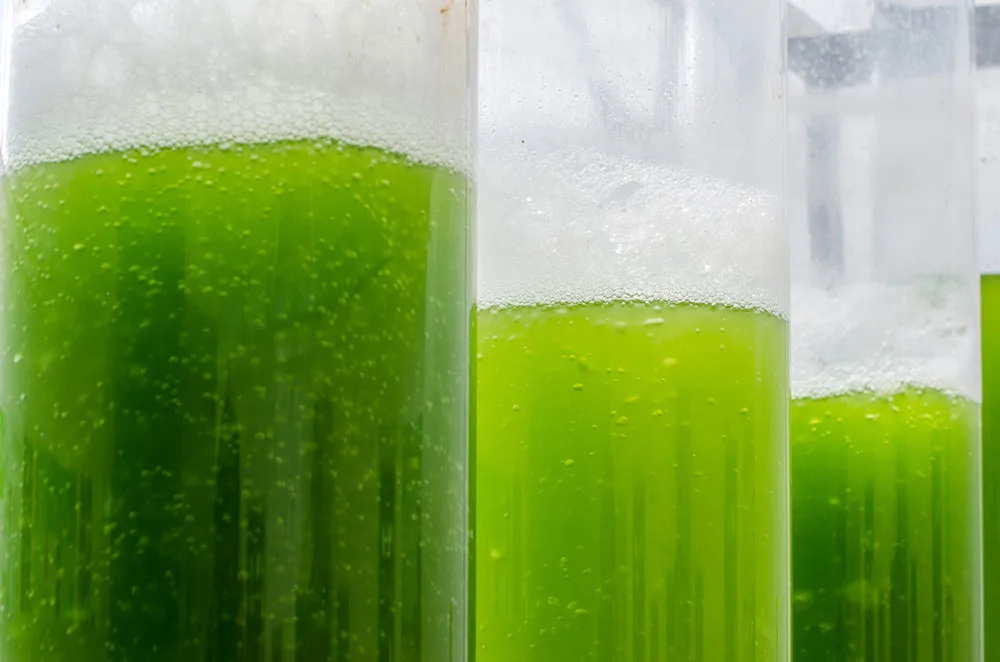 Algae Photobioreactor challenge