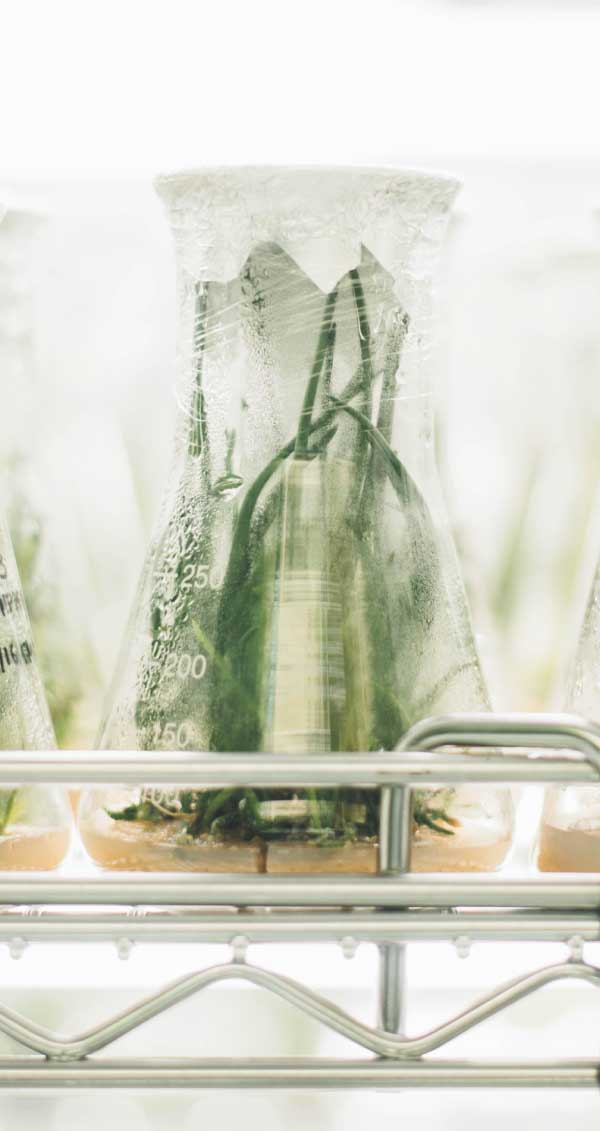 The Industry – Rainforest Algae
